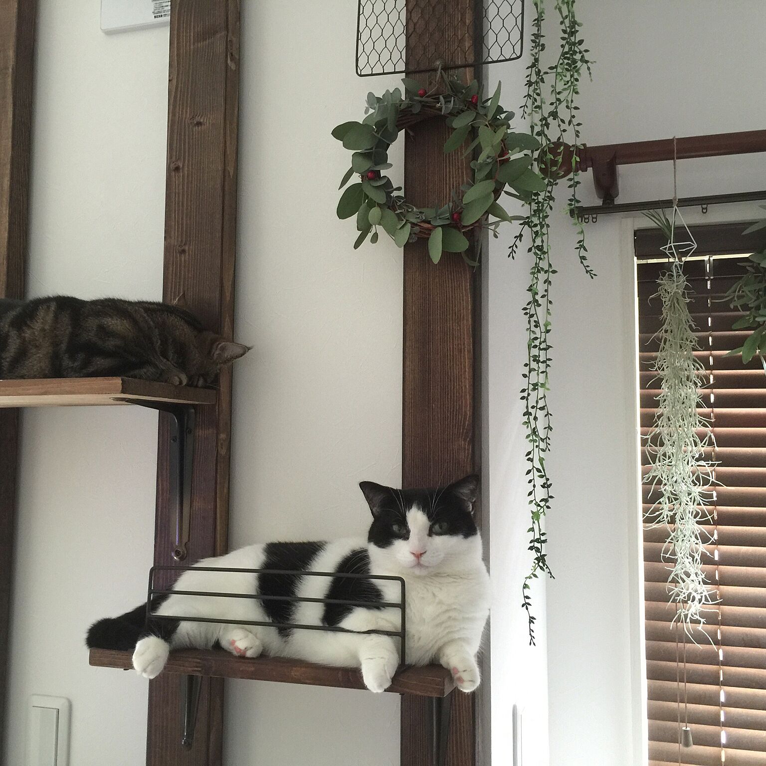 ネコ好き必見 愛猫が楽しく遊べるキャットタワーの自作方法
